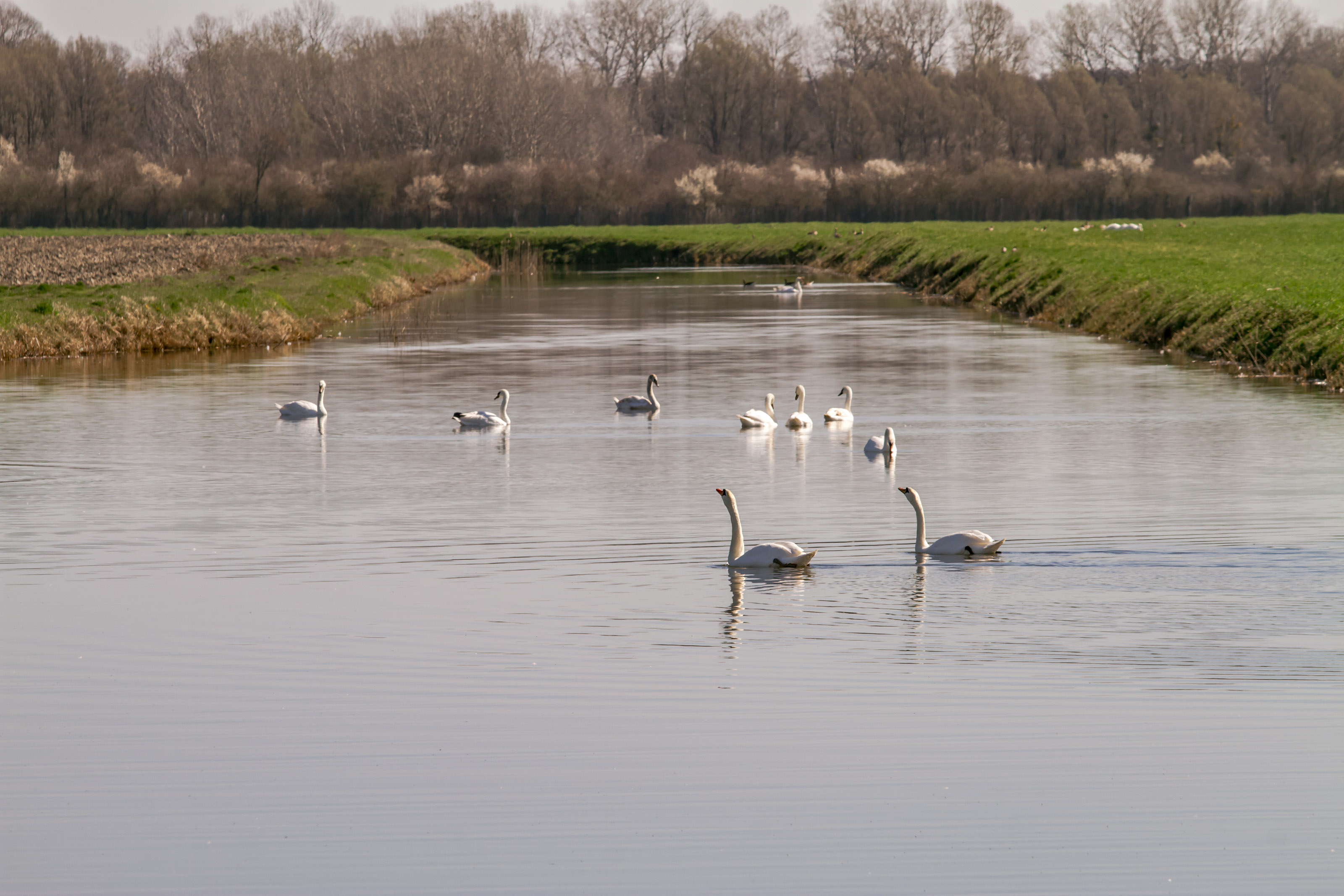 Kopački rit ožujak 2023. Kopački rit ožujak 2023.