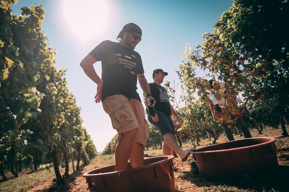 Wine & Bike Tour Erdut 2020.