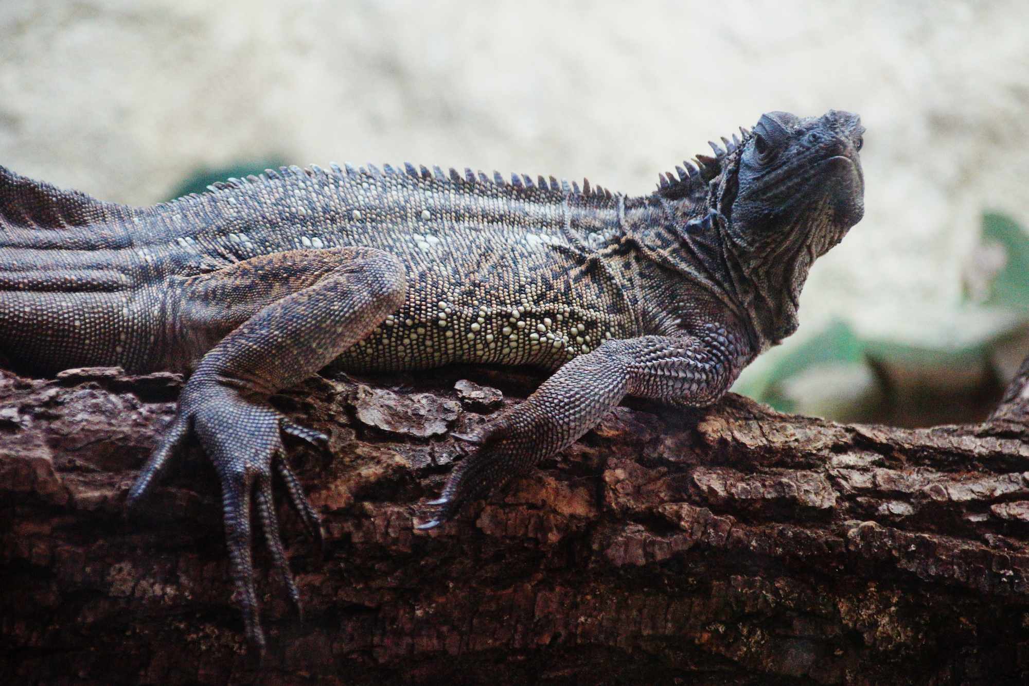 Grad na Dravi, Zoološki vrt i Kopački rit iz perspektive Tonija Šimunića