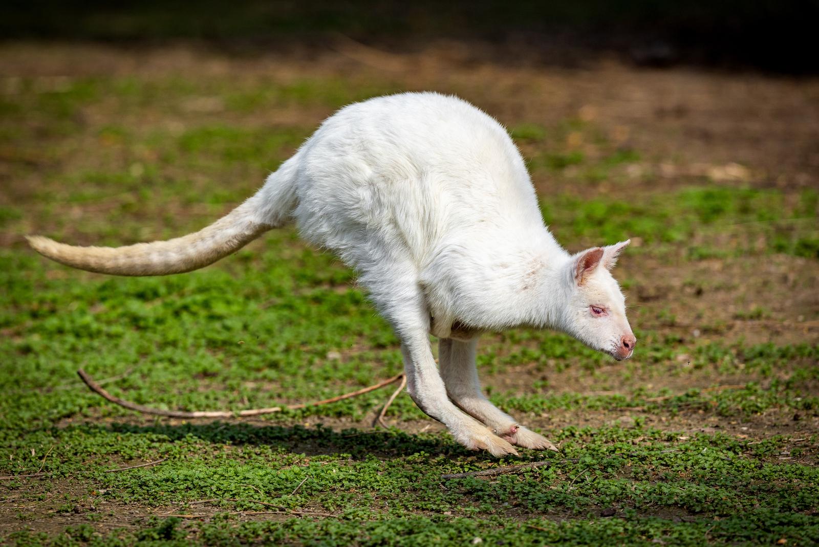 Albino valabi u osječkom ZOO vrtu