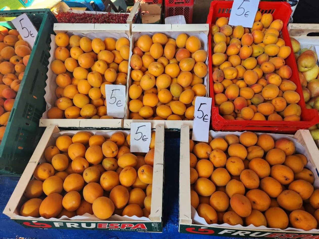 Osječka tržnica 9.8.2025. Osječka tržnica 9.8.2025.