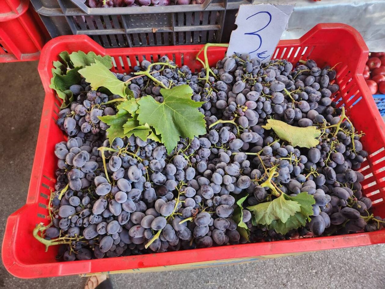 Osječka tržnica 9.8.2025. Osječka tržnica 9.8.2025.