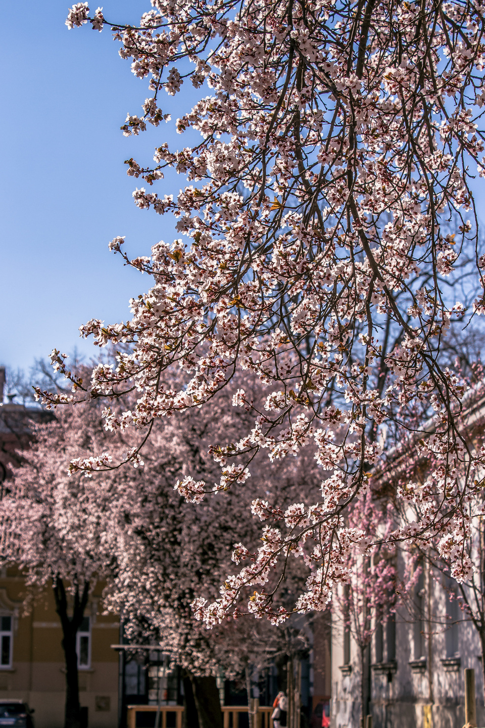 Ulica ringlova u Osijeku