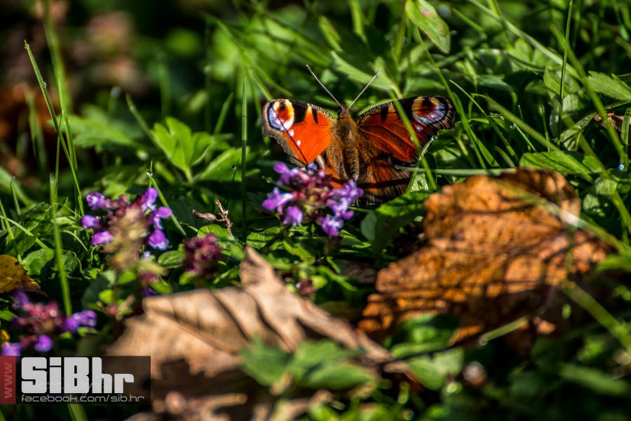 park_prirode_jankovac_42