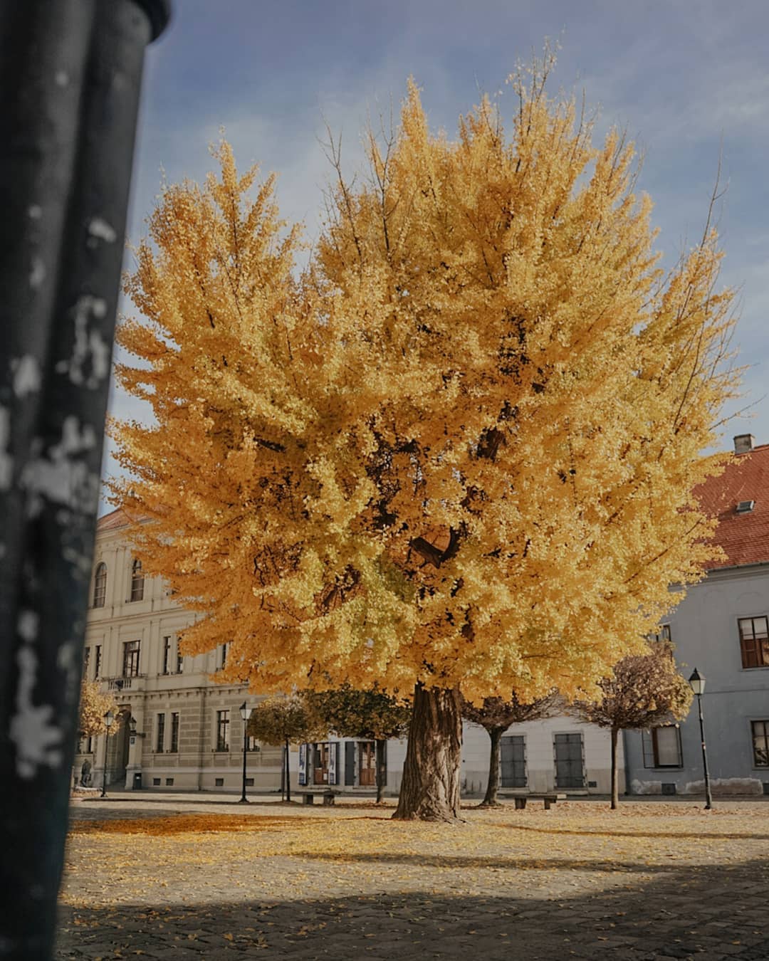 Ginko u osječkoj Tvrđi