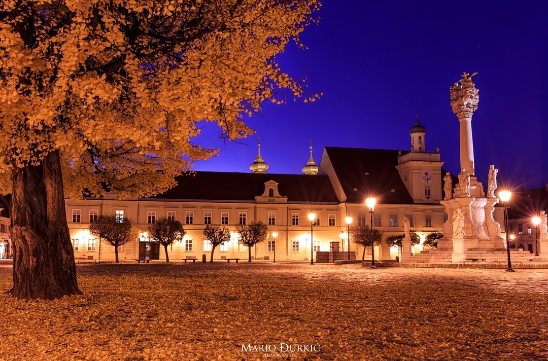 Ginko u osječkoj Tvrđi