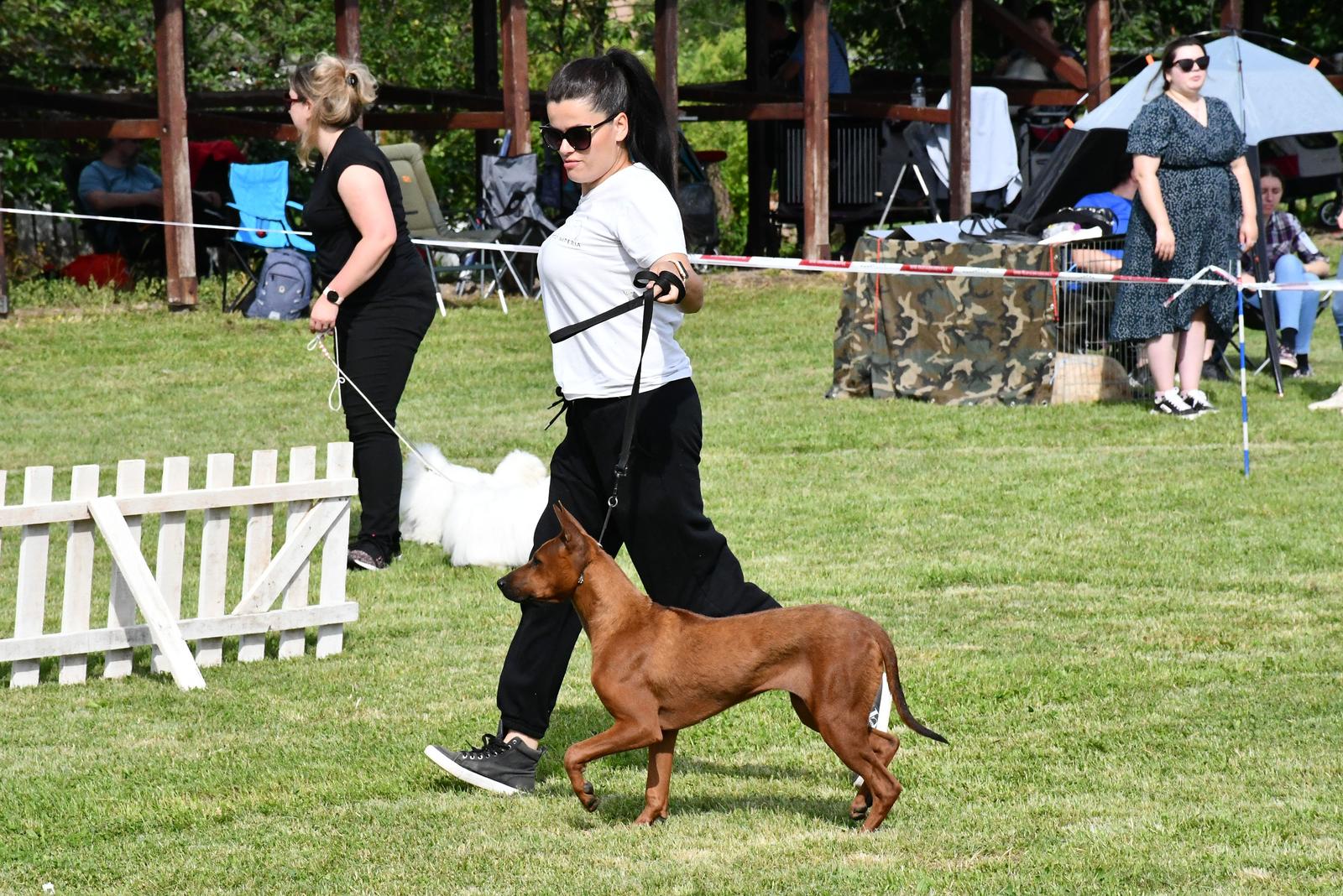 Nacionalna izložba pasa svih pasmina u Slavonskom Brodu