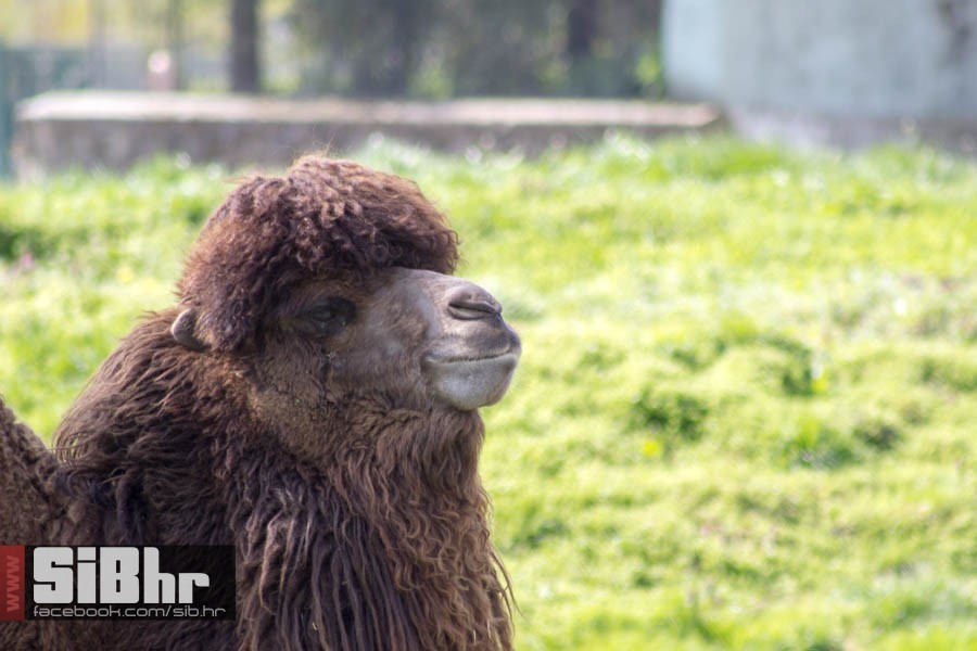 zoo_vrt_89