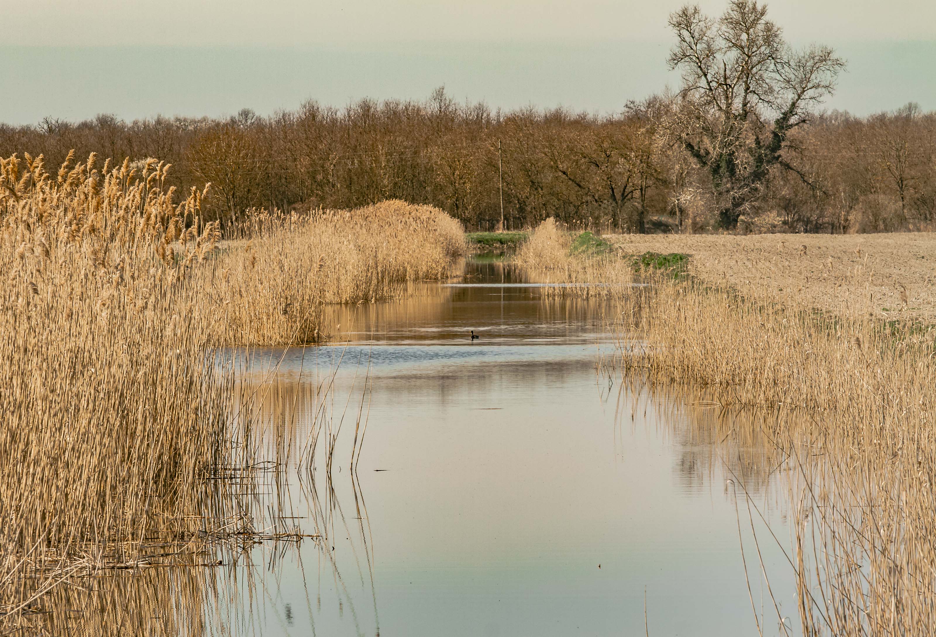 Kopački rit ožujak 2023. Kopački rit ožujak 2023.