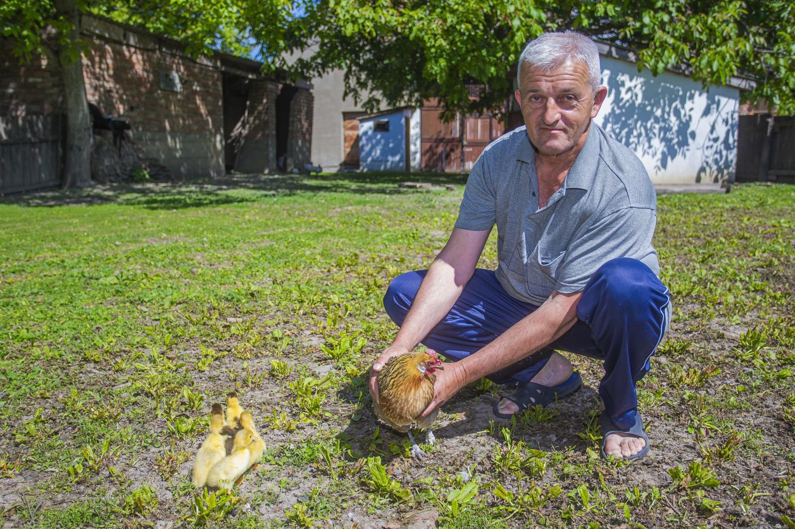 Kokoš ležala na pačjim jajima i sad pačići misle da im je ona mama