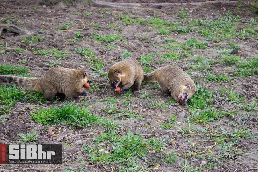 zoo_uskrs_2016_sibhr_34