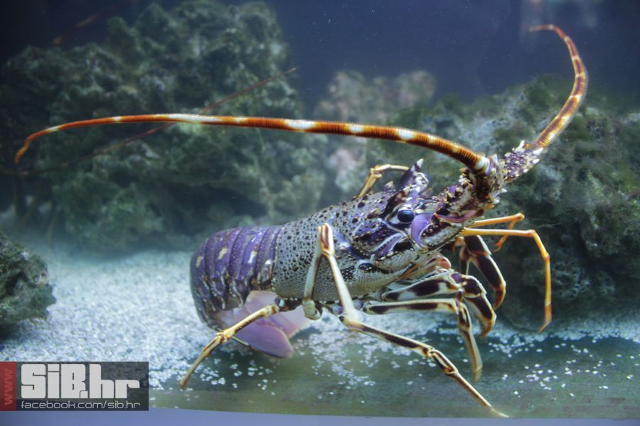 redbull_after_lotus_SiBhr