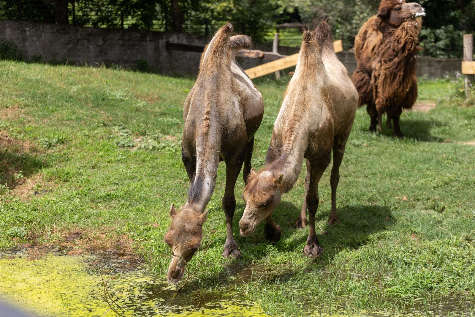 Preplavljeni osječki ZOO vrt intrigira životinje i posjetitelje