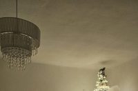 Božićna drvca 2025.