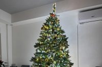 Božićna drvca 2025.