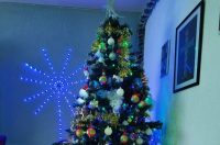 Božićna drvca 2025.