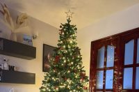 Božićna drvca 2025.