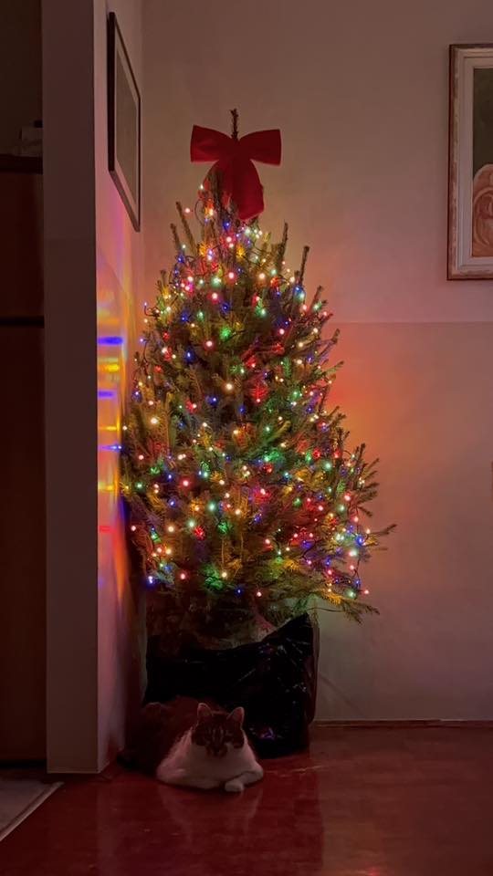 Božićna drvca 2025.