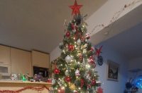 Božićna drvca 2025.