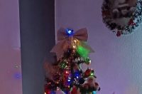 Božićna drvca 2025.