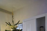 Božićna drvca 2025.