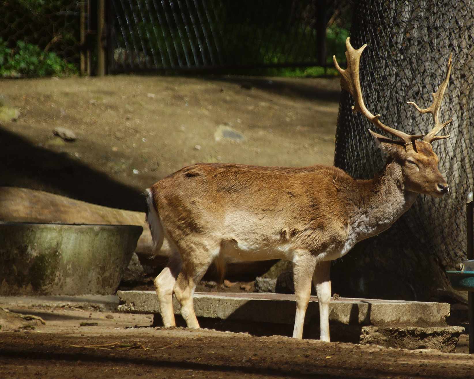 Grad na Dravi, Zoološki vrt i Kopački rit iz perspektive Tonija Šimunića