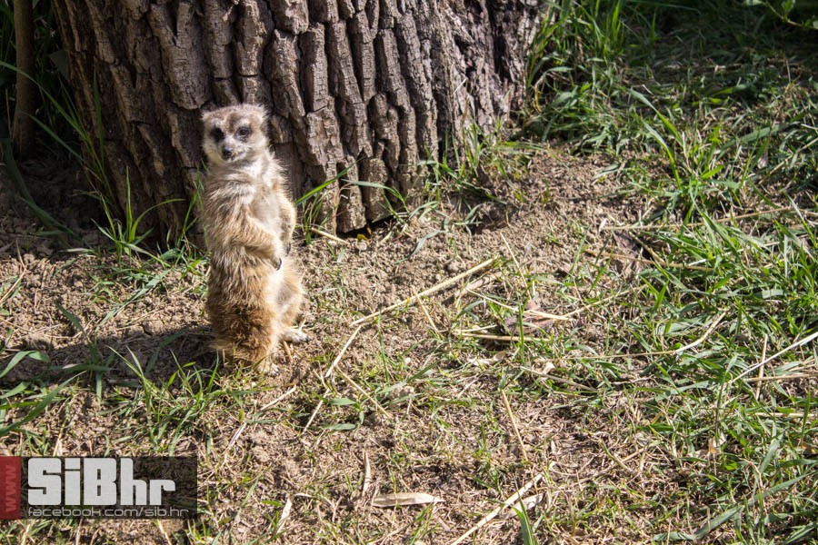 zoo_vrt_19