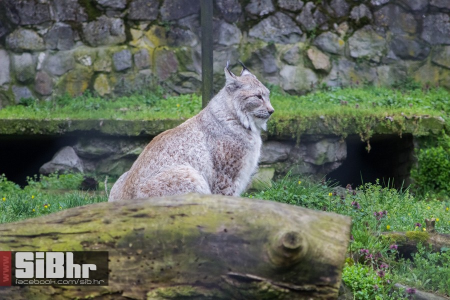 zoo_uskrs_2016_sibhr_88