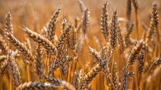 pšenica žito poljoprivreda pšenica žito poljoprivreda