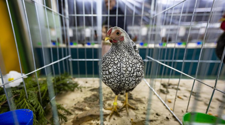 Međunarodna izložba malih životinja “Regija Panonika – Osijek 2024”