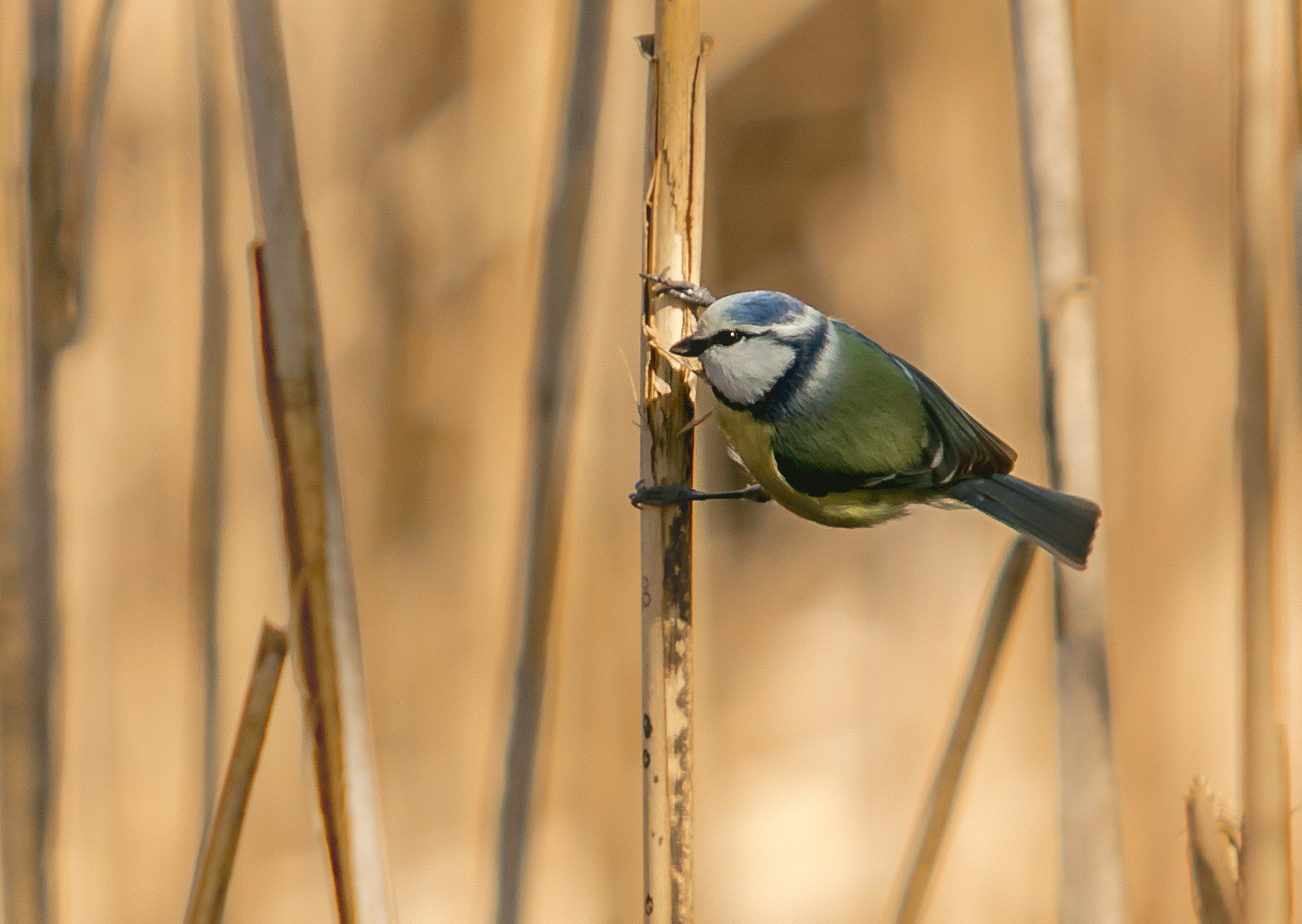 Kopački rit ožujak 2023. Kopački rit ožujak 2023.