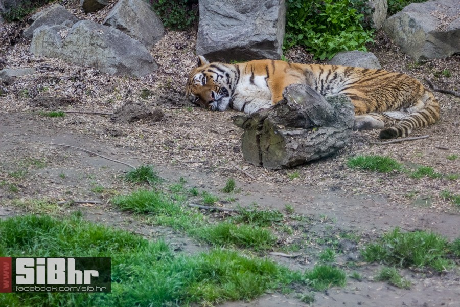 zoo_uskrs_2016_sibhr_106