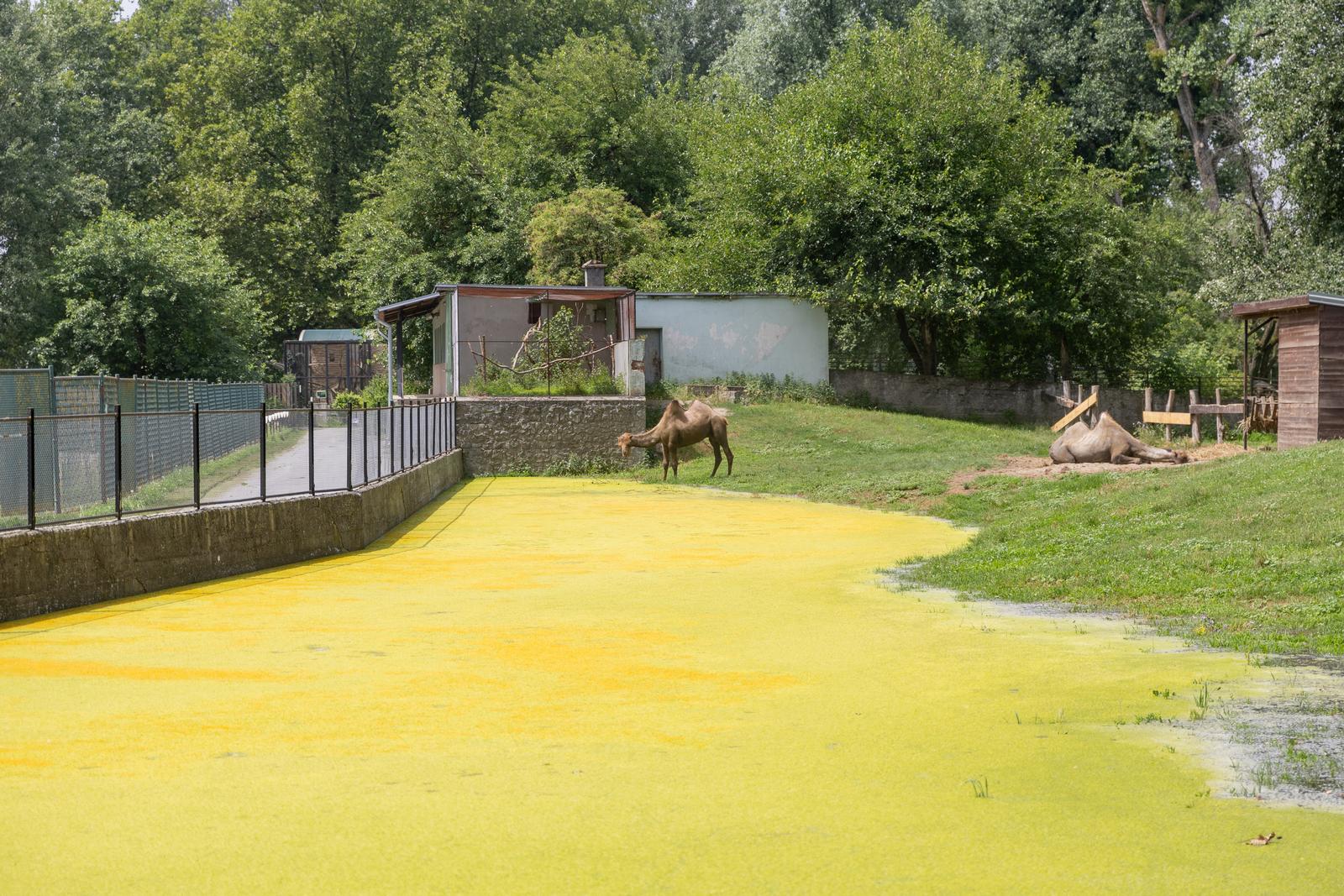 Preplavljeni osječki ZOO vrt intrigira životinje i posjetitelje