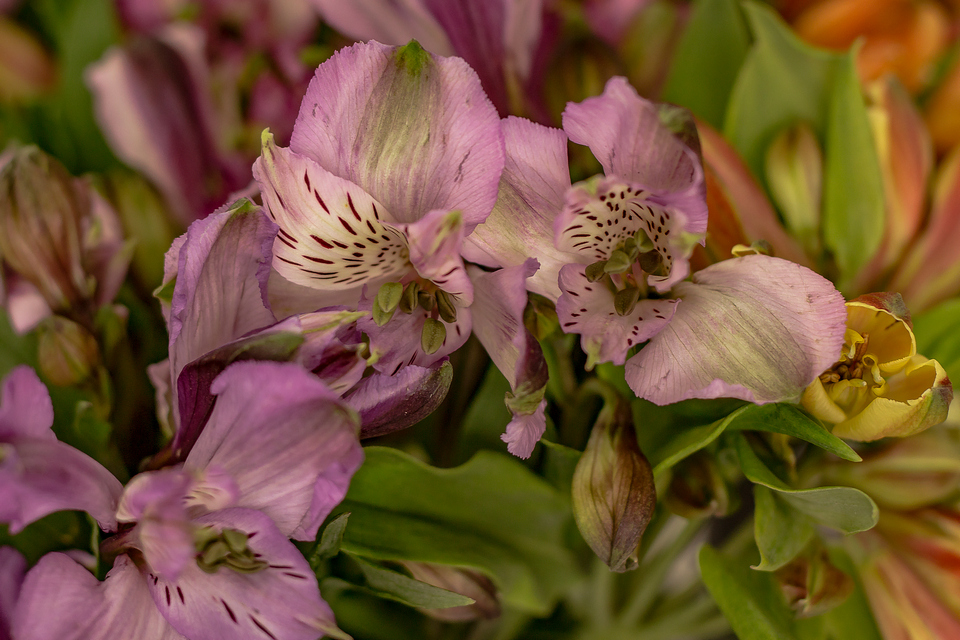 Florista