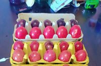 uskrsne pisanice uskrsne pisanice