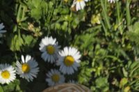 uskrsne pisanice uskrsne pisanice