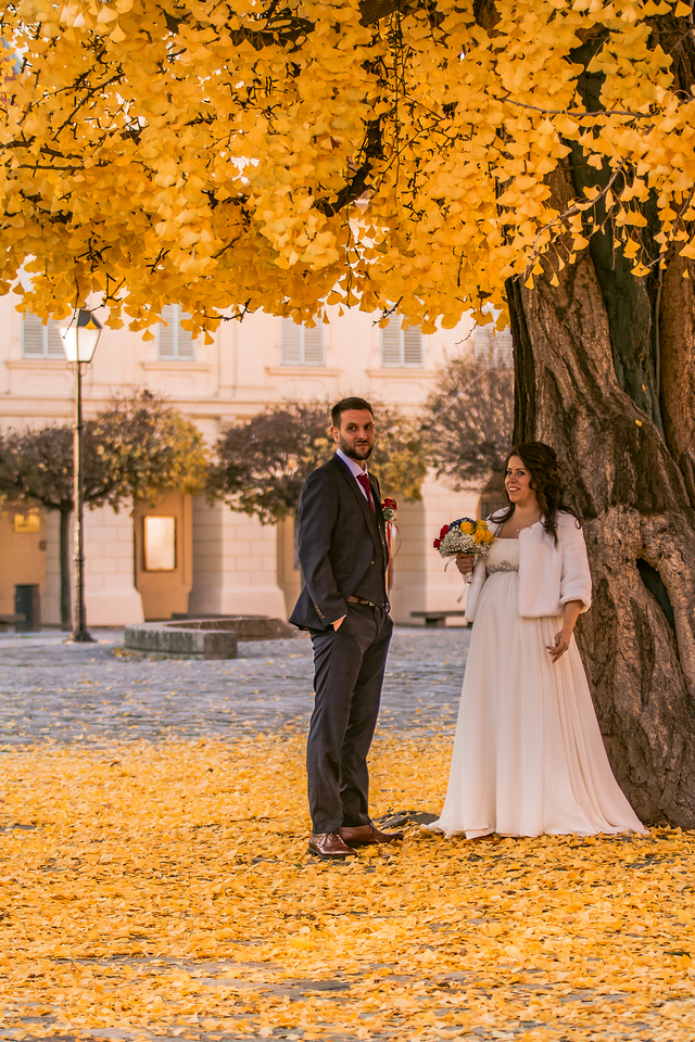 Ginko u osječkoj Tvrđi