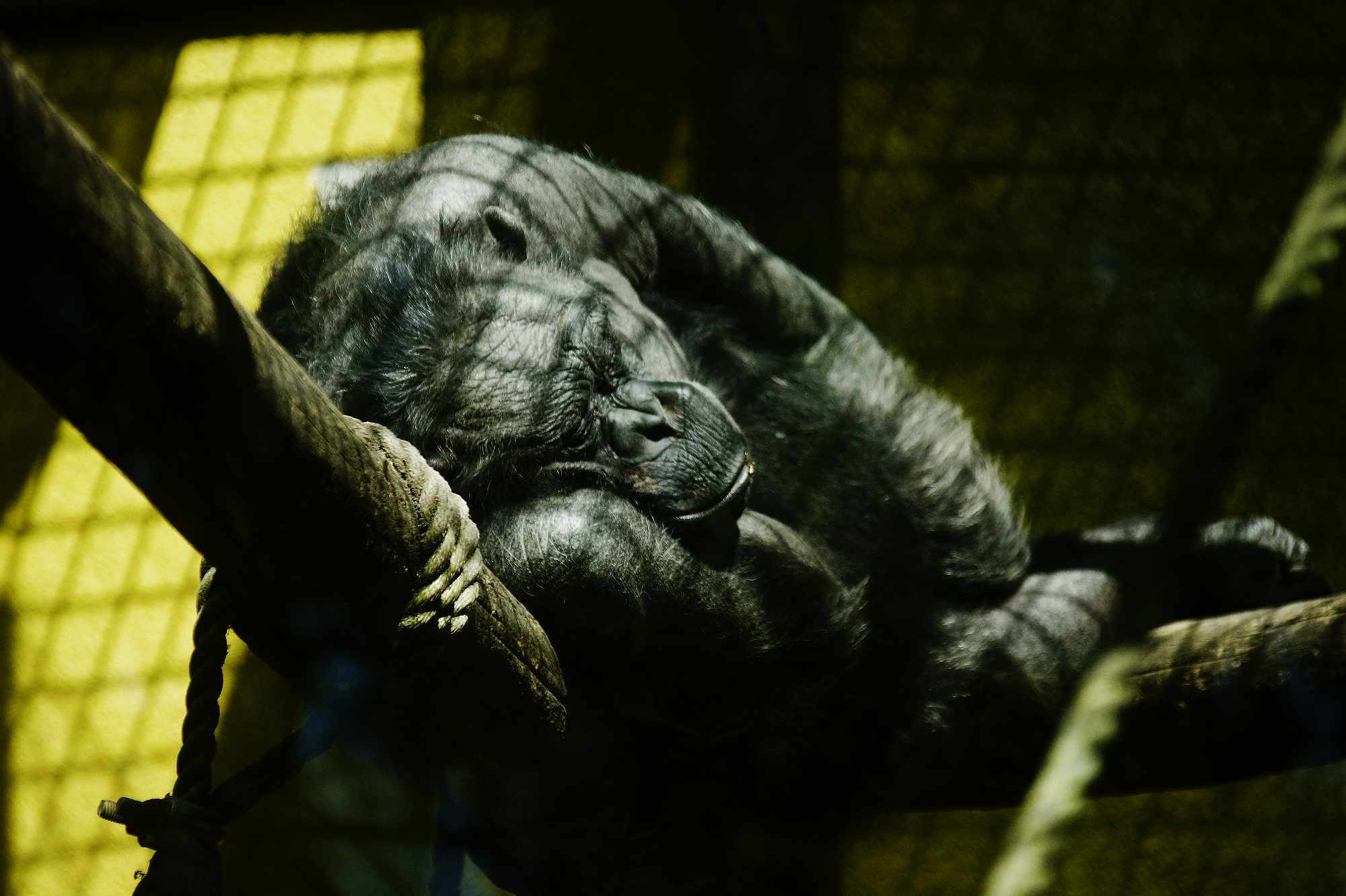 Grad na Dravi, Zoološki vrt i Kopački rit iz perspektive Tonija Šimunića