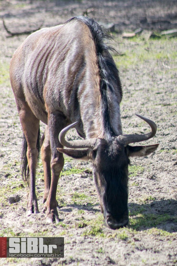 zoo_vrt_97