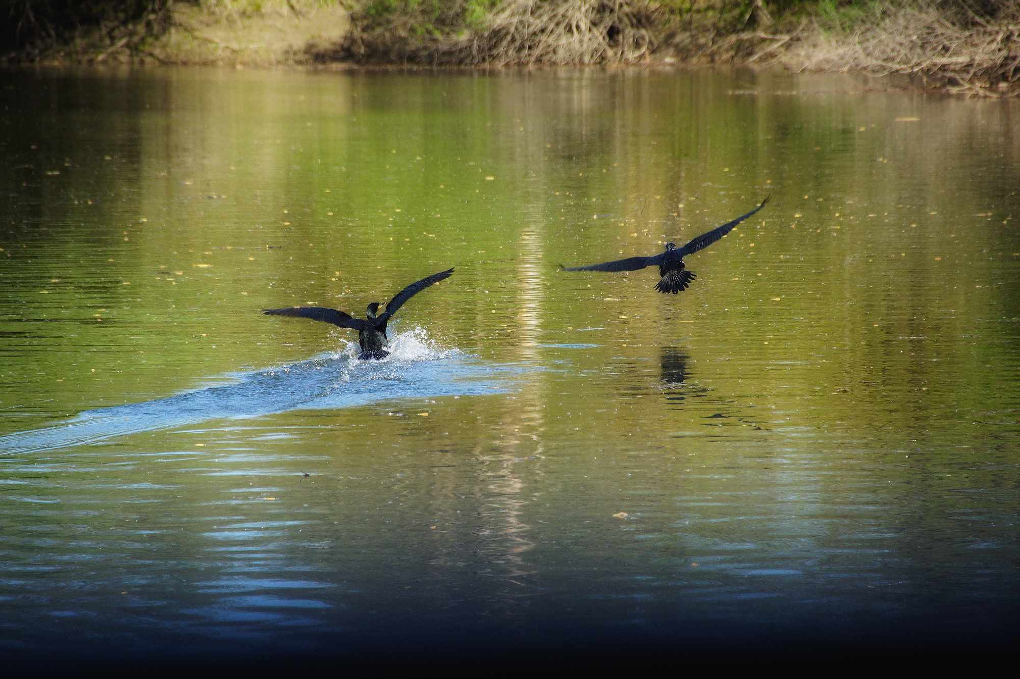 Grad na Dravi, Zoološki vrt i Kopački rit iz perspektive Tonija Šimunića