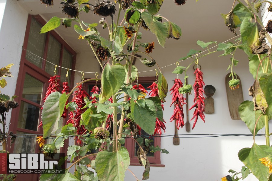 vinski_maraton_zamjevac_SiBhr_3 vinski_maraton_zamjevac_SiBhr_3