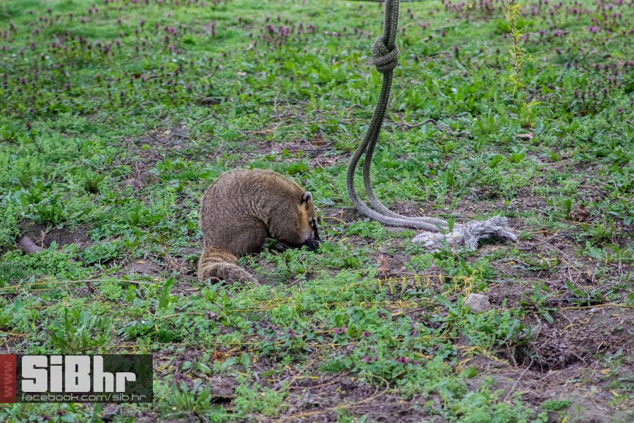 zoo_uskrs_2016_sibhr_37