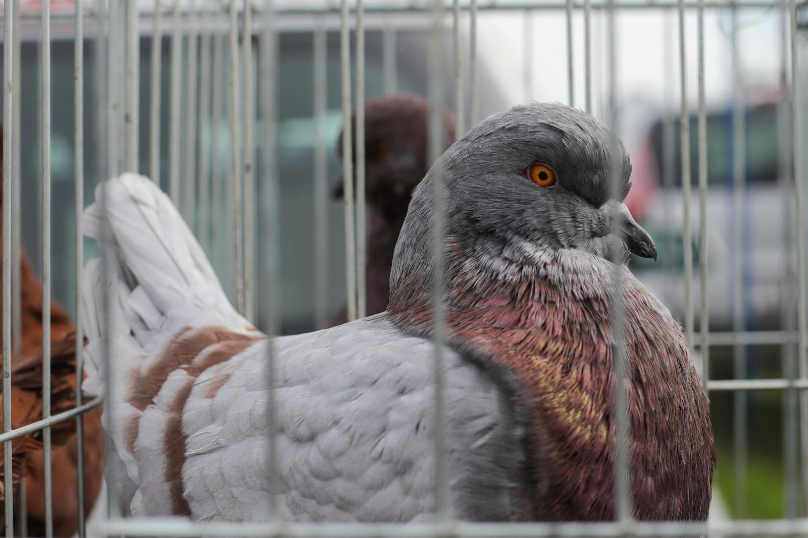 Osječka golubarska pija, rujan 2022. Osječka golubarska pija, rujan 2022.