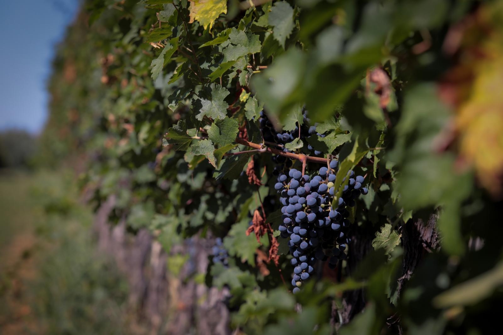 Baranjski vinogradi