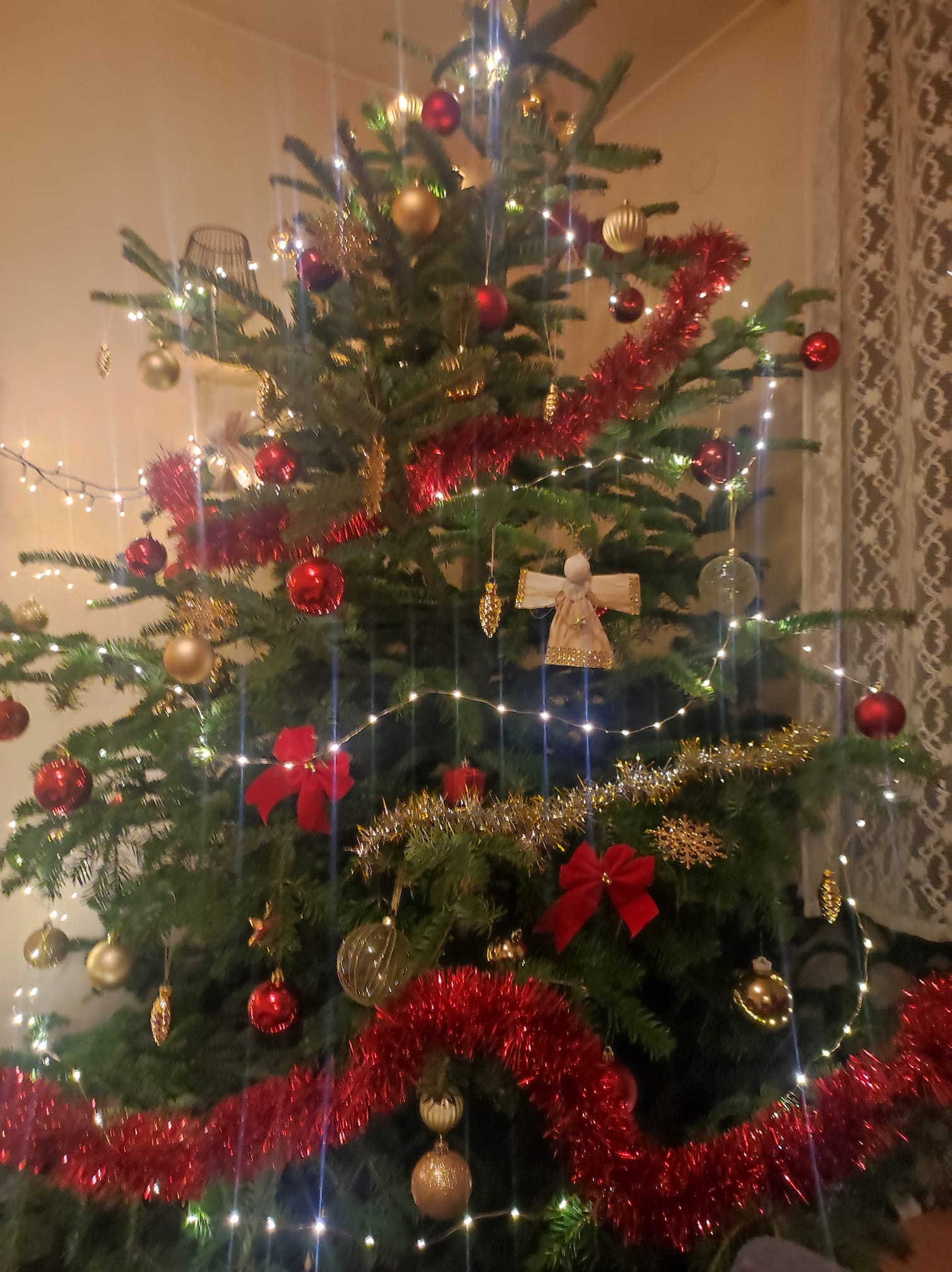 Najljepši borovi na Božić 2023. Najljepši borovi na Božić 2023.