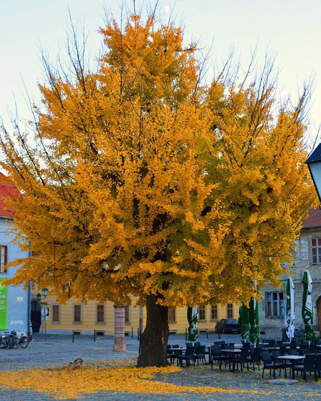 Ginko u osječkoj Tvrđi