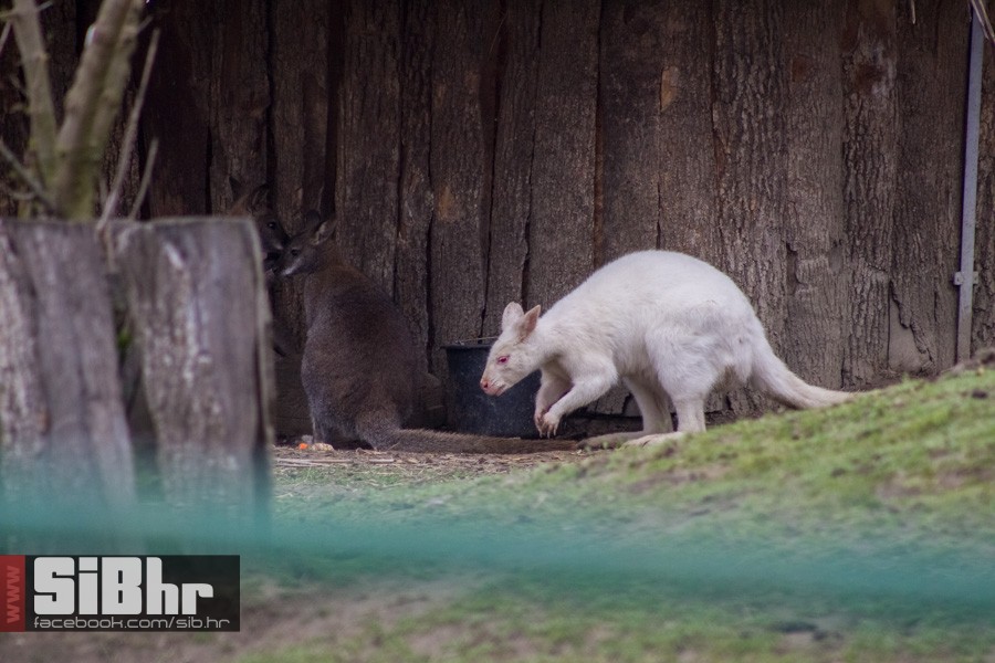 zoo_uskrs_2016_sibhr_23