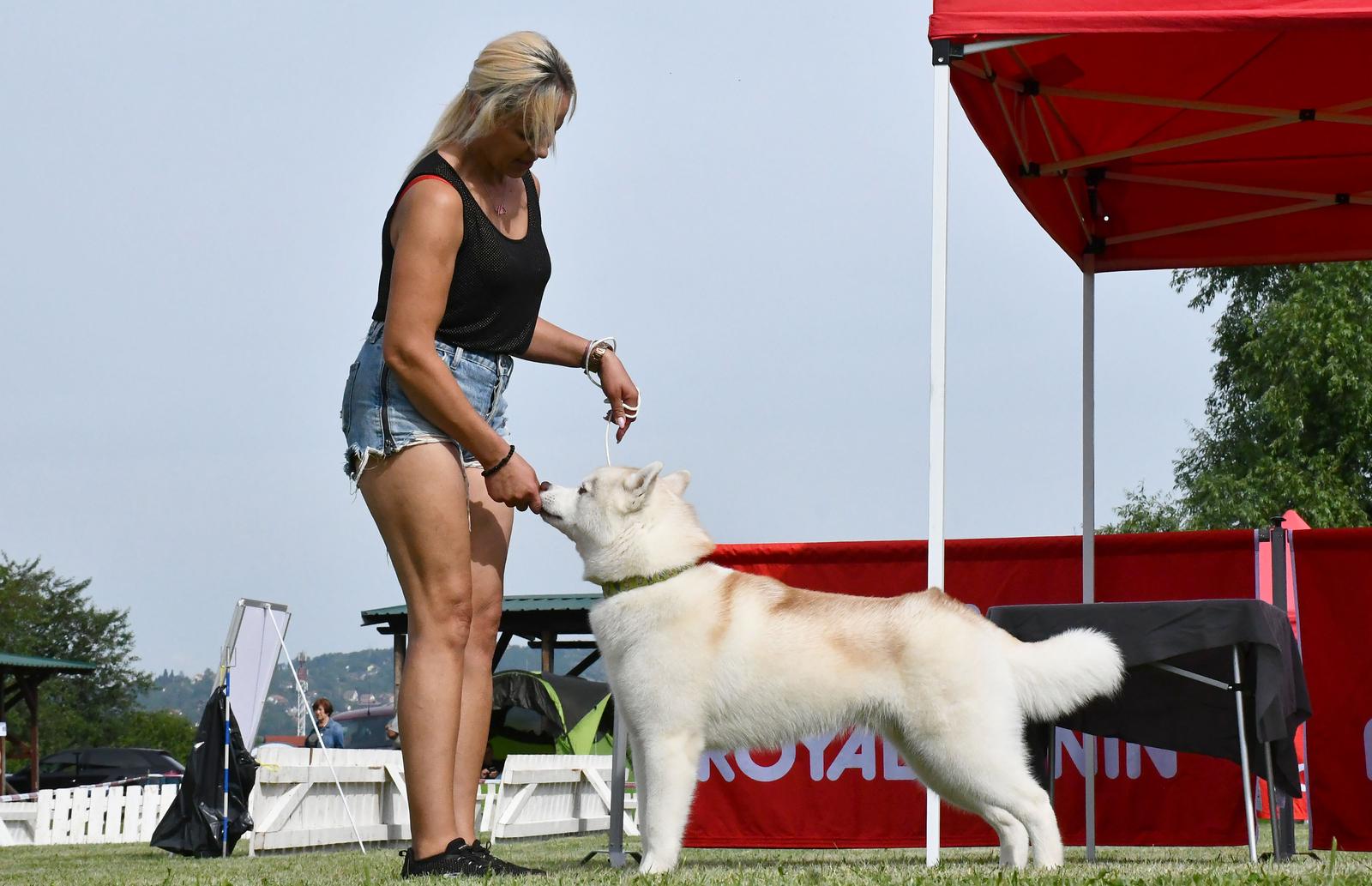 Nacionalna izložba pasa svih pasmina u Slavonskom Brodu