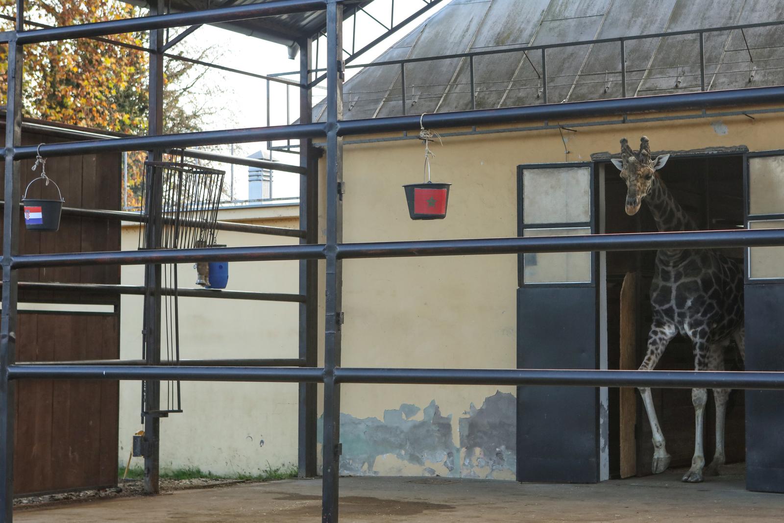 Žirafa Jonathan bira pobjednika Žirafa Jonathan bira pobjednika