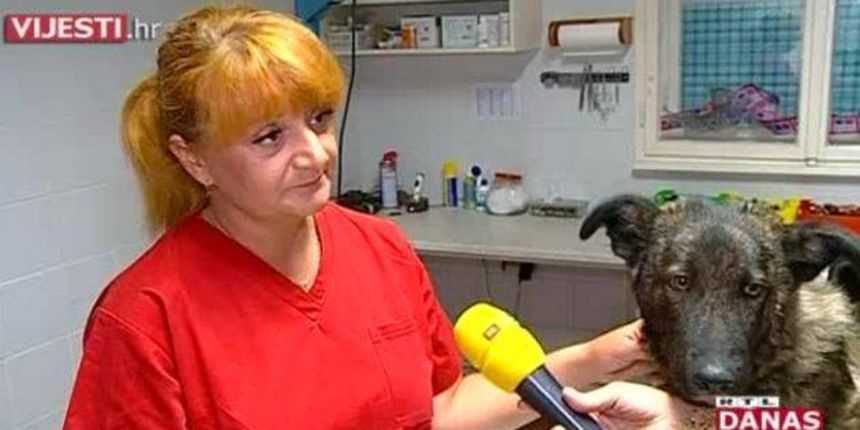 ljubimci-vrucina ljubimci-vrucina